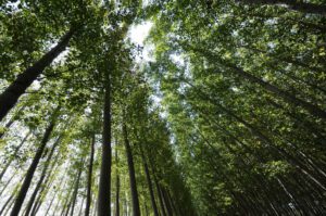 O que é Inventário Florestal: Uma ferramenta essencial para a gestão ambiental