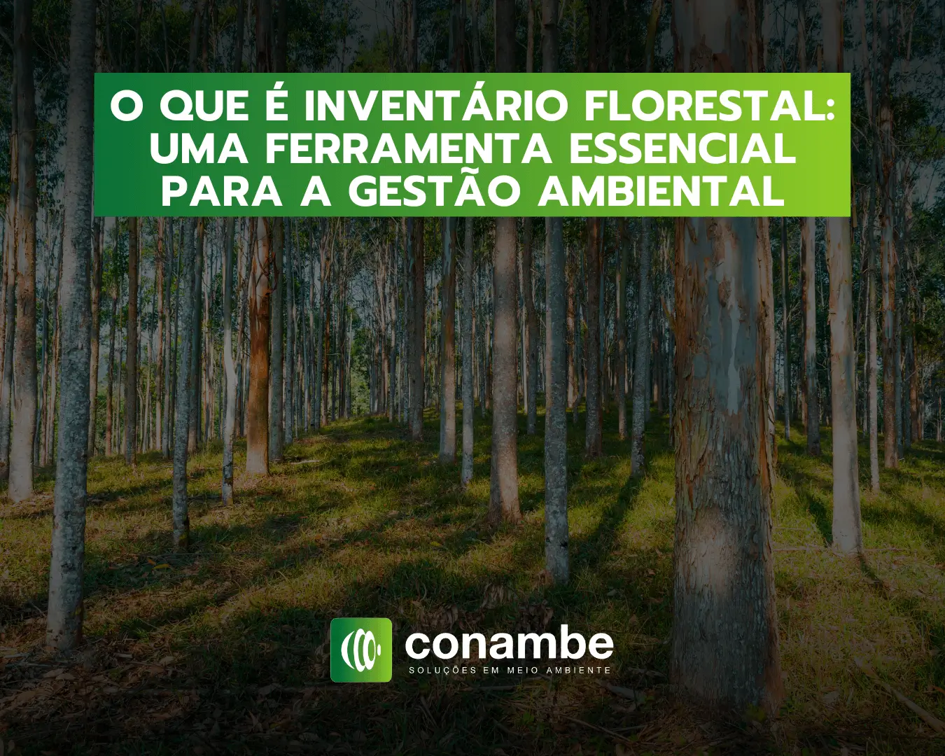 O que é Inventário Florestal - Uma ferramenta essencial para a gestão ambiental