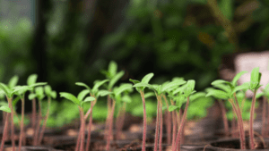 Replantando Florestas: A Importância do Plantio de Mudas Nativas