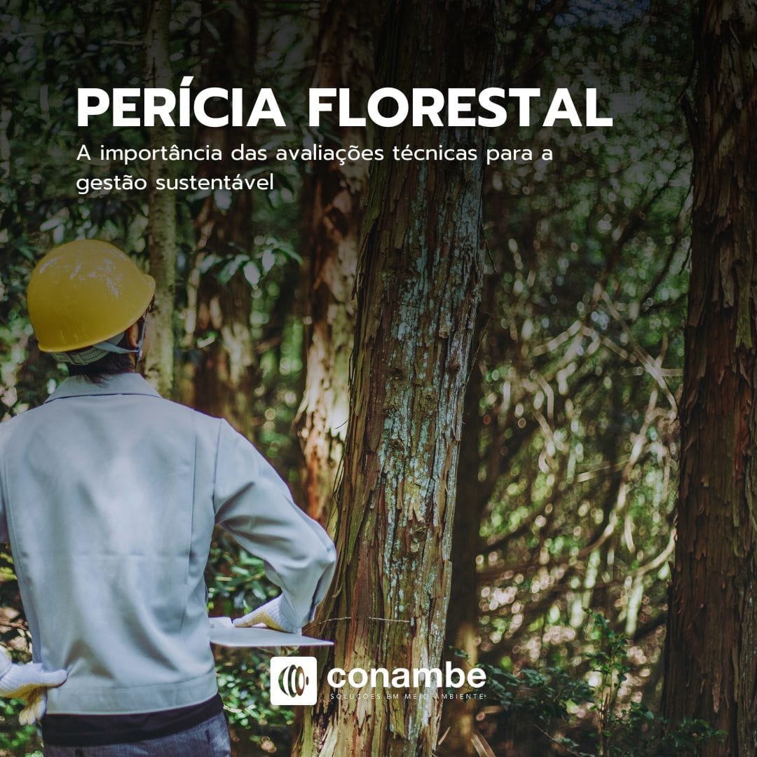 Perícia Florestal: A importância das avaliações técnicas para a gestão sustentável