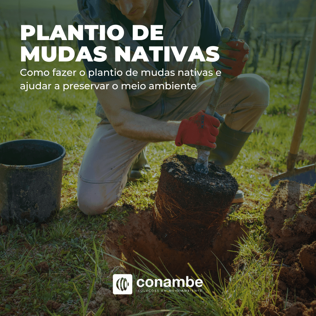 Como Fazer o Plantio de Mudas Nativas e Ajudar a Preservar o Meio Ambiente