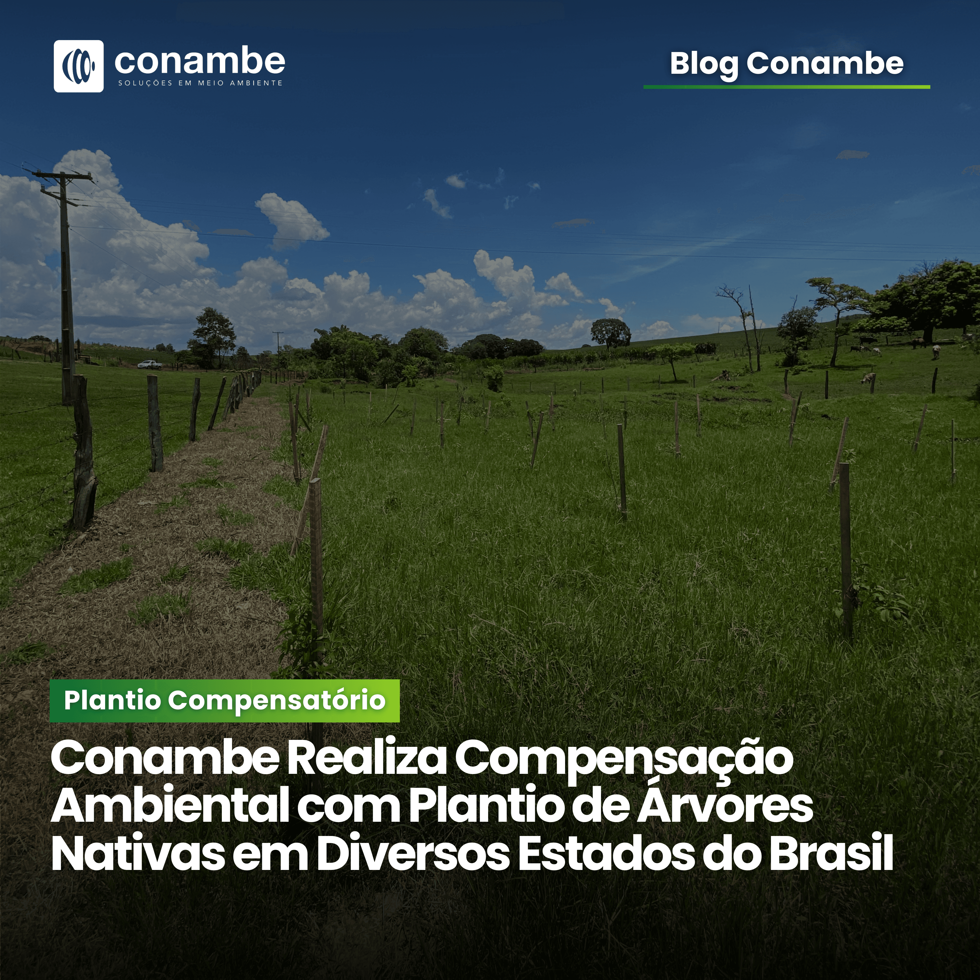 Conambe Realiza Compensação Ambiental com Plantio de Árvores Nativas em Diversos Estados do Brasil