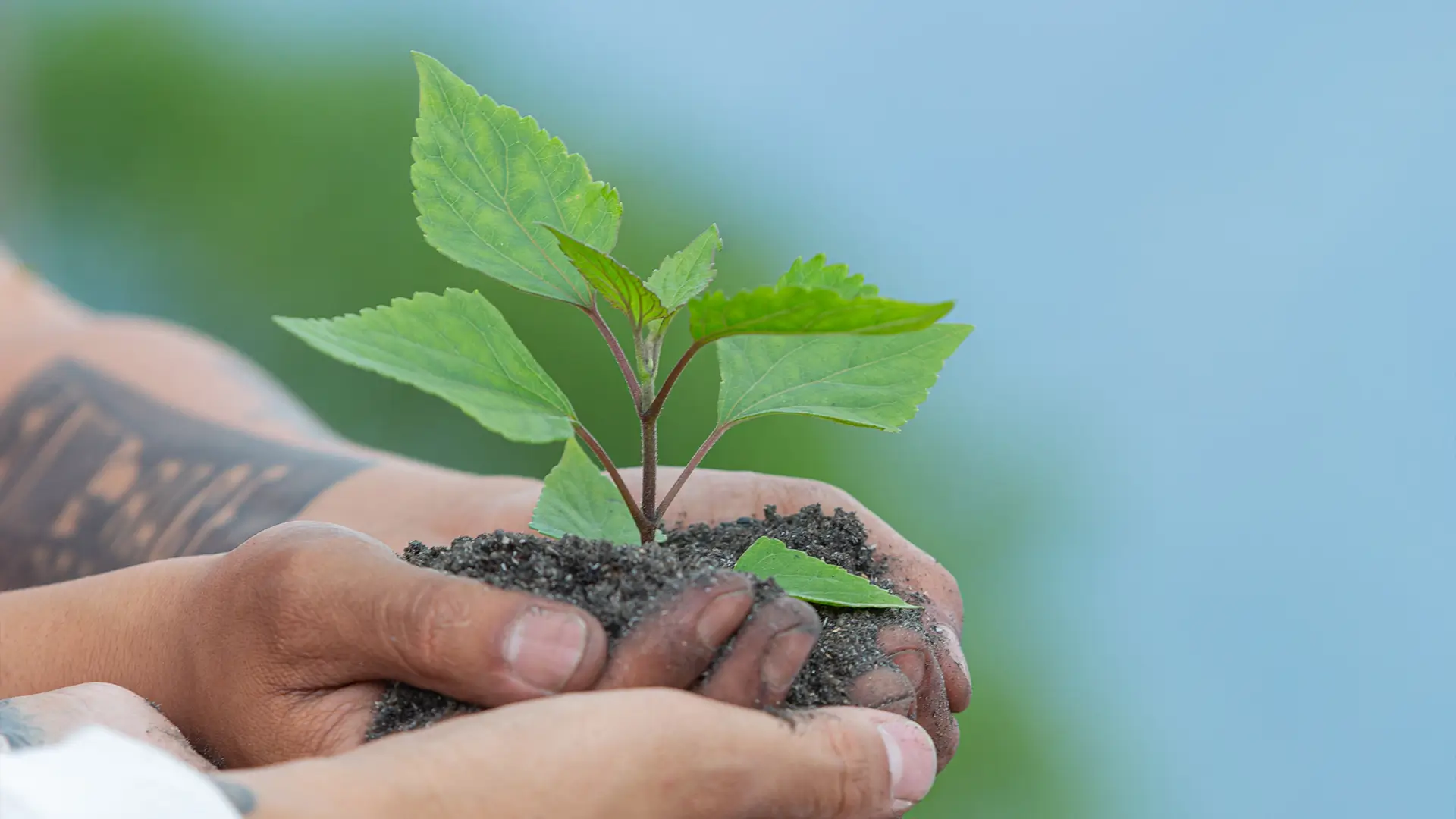 Mãos segurando uma muda de planta em solo fértil, simbolizando sustentabilidade e crescimento vegetal no contexto de cuidados ambientais e empresa sustentável.